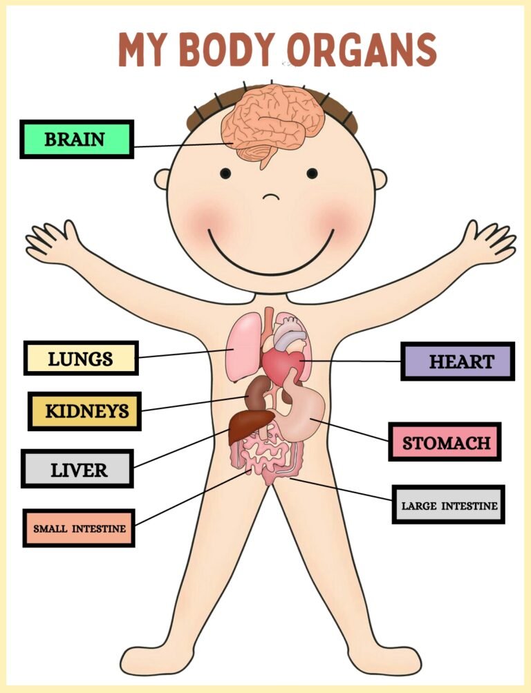 Organs